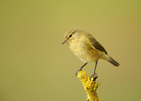 Chiffchaff