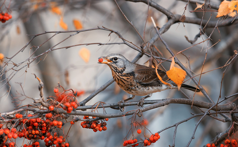 Fieldfare