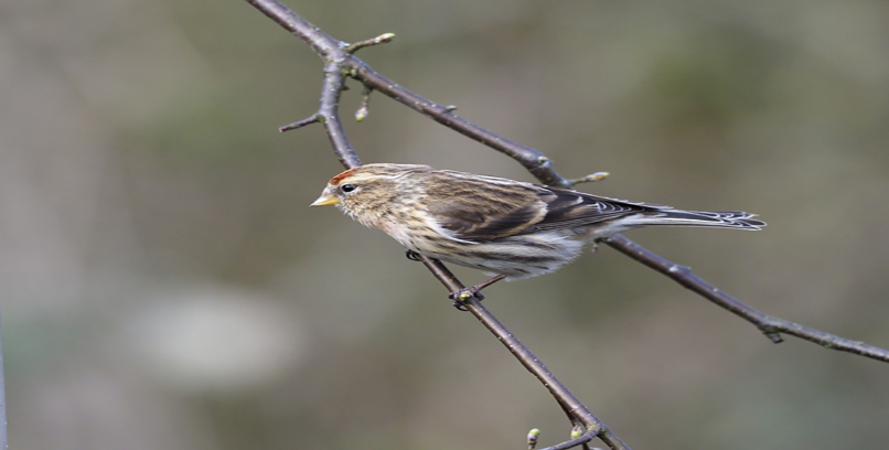 Lesser Redpoll