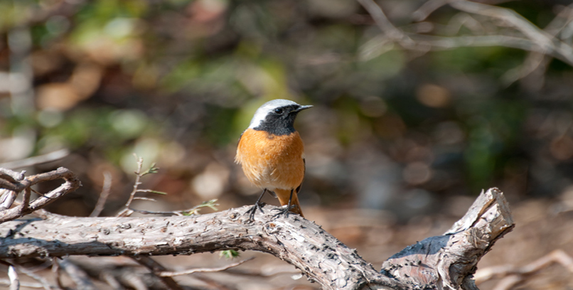 Redstart