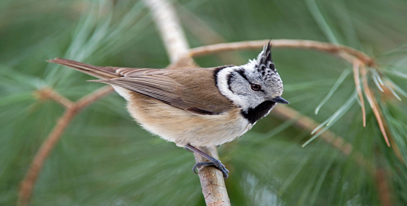 Crested Tit