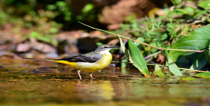 Grey Wagtail