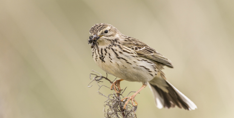 Meadow Pipit