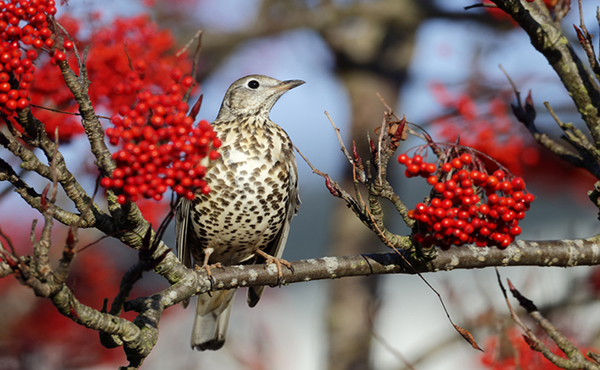 Mistle Thrush