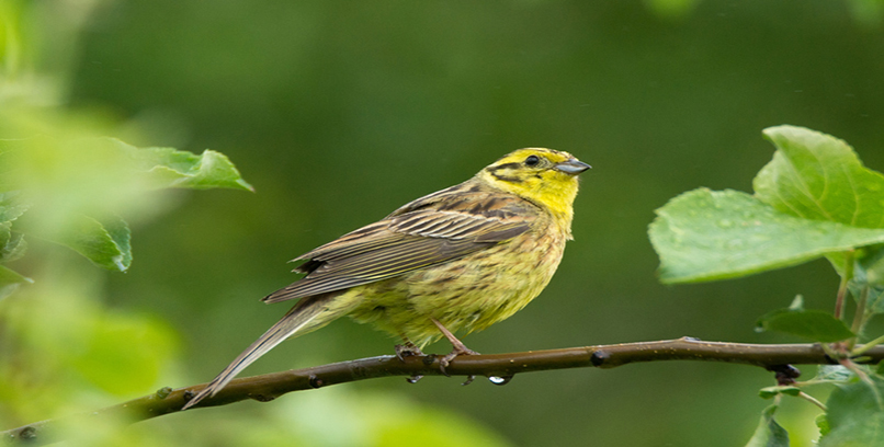 Cirl Bunting