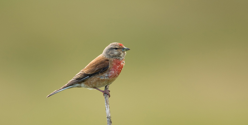 Linnet