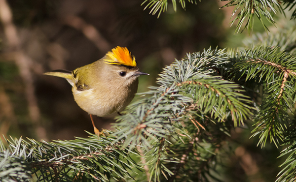 Goldcrest