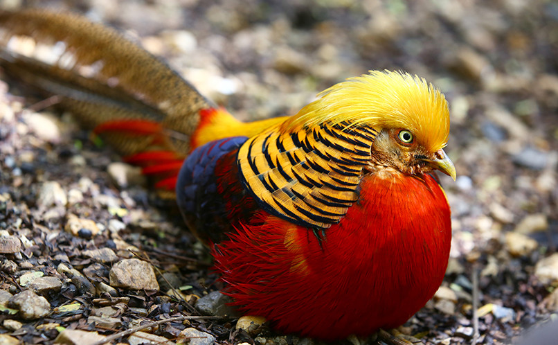 Golden Pheasant | Happy Beaks