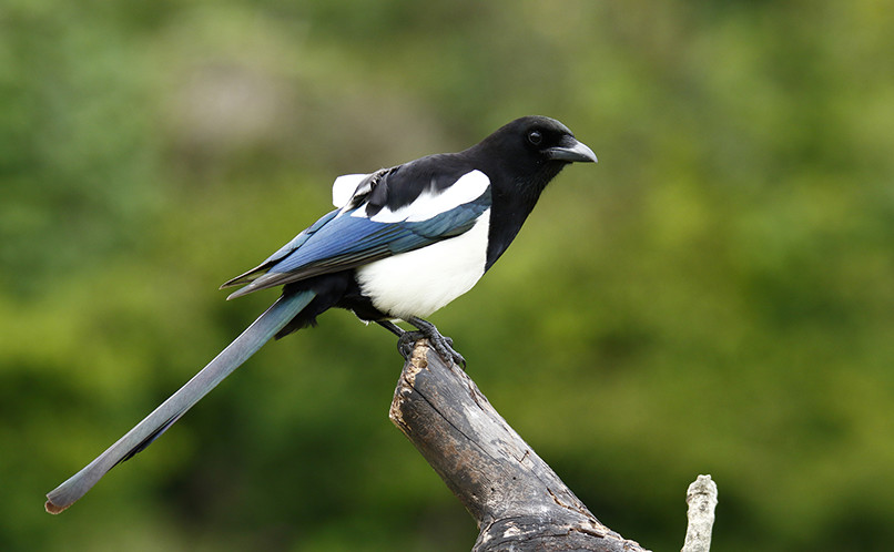 Magpie