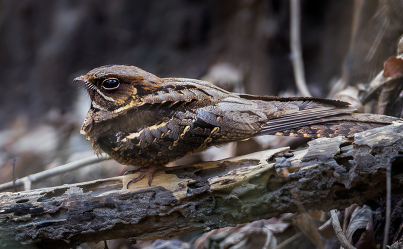 Nightjar