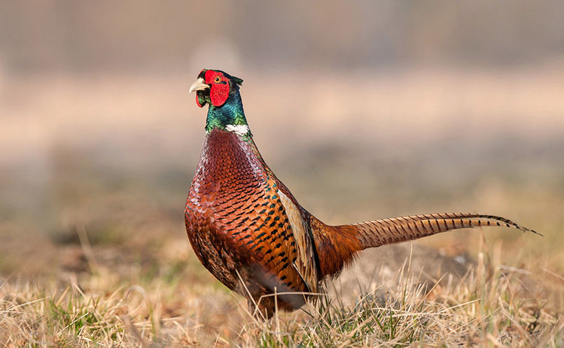 Pheasant