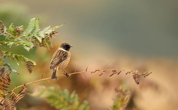 Stonechat