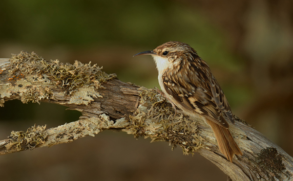 Treecreeper