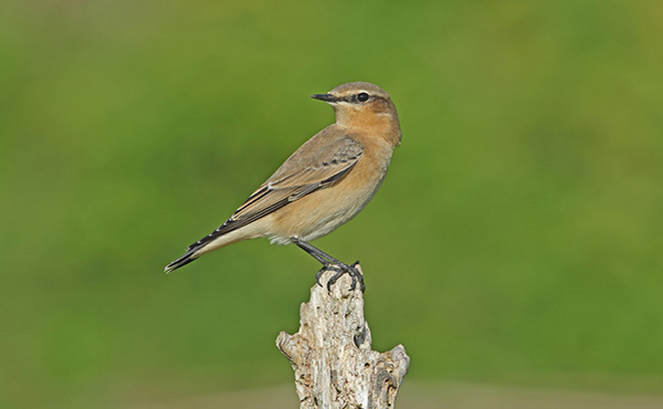 Wheatear