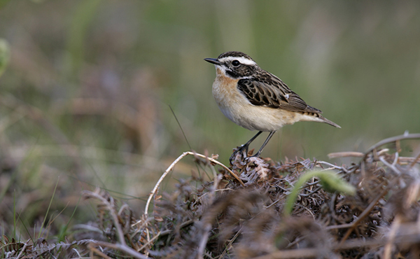 Whinchat