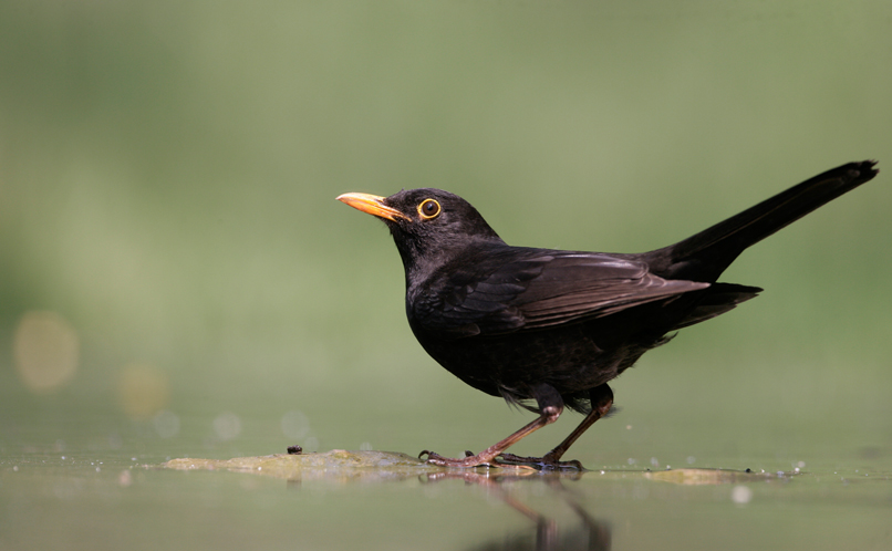 Blackbird