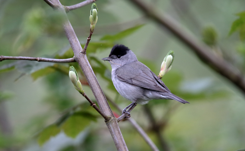 Blackcap