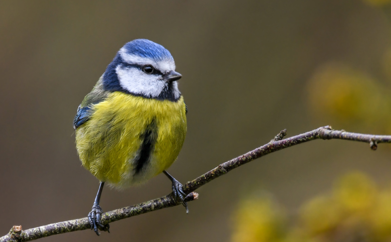 Blue Tit