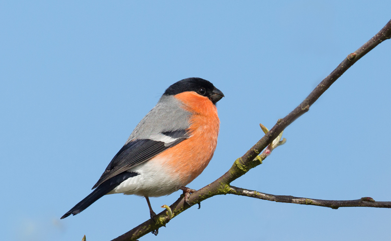 Bullfinch