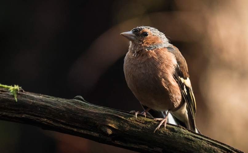 Chaffinch