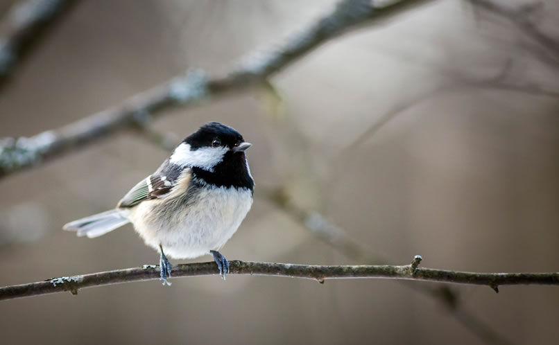 Coal Tit