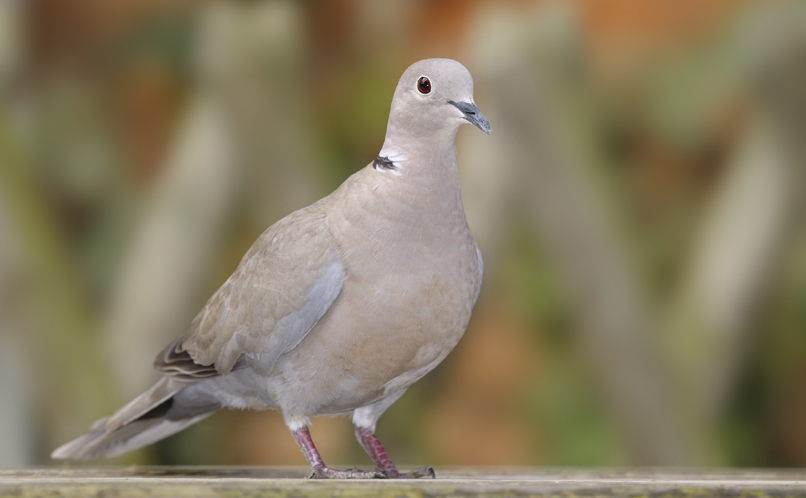 Collared Dove