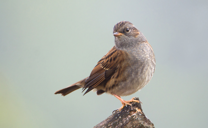 Dunnock