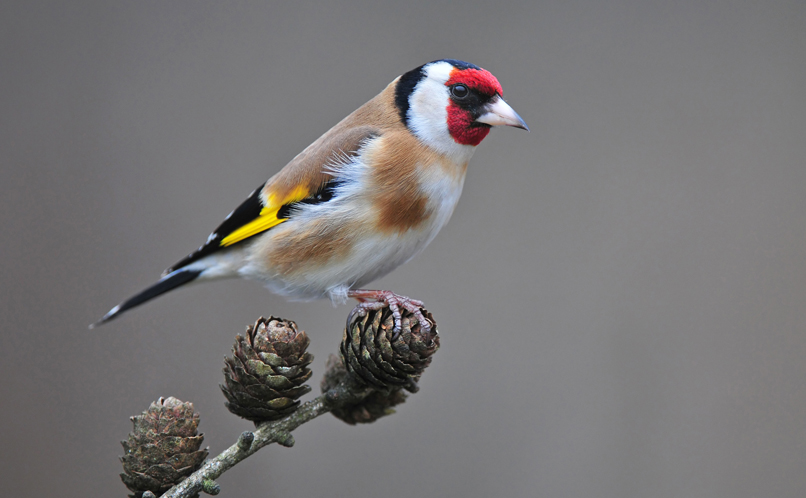 Goldfinch