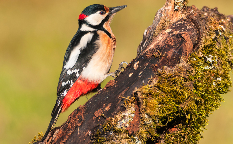 Great Spotted Woodpecker