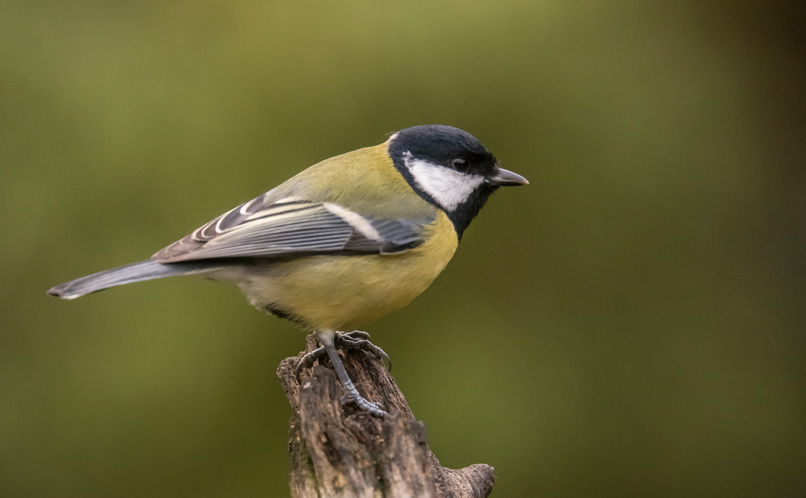 Great Tit