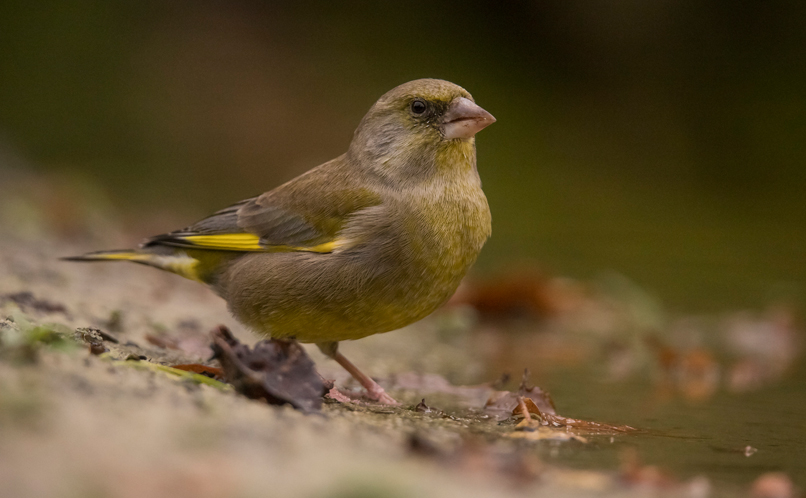 Greenfinch