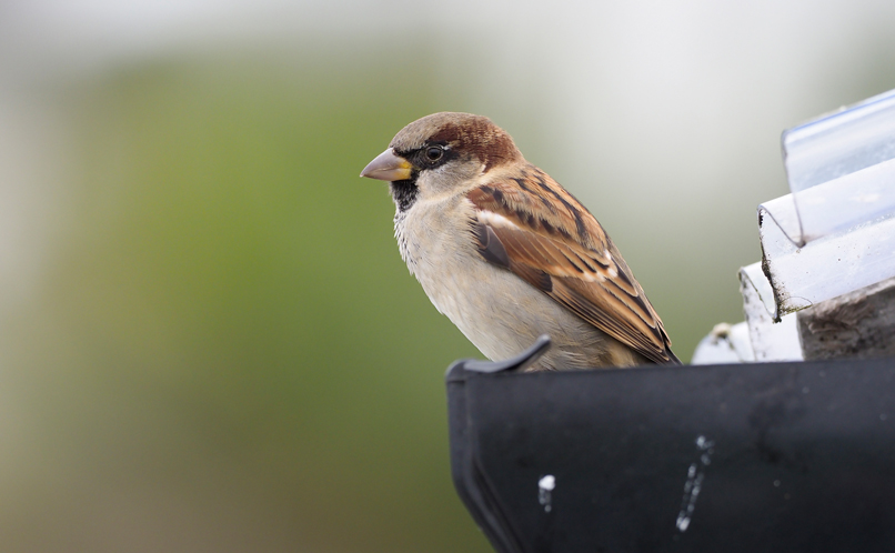 House Sparrow