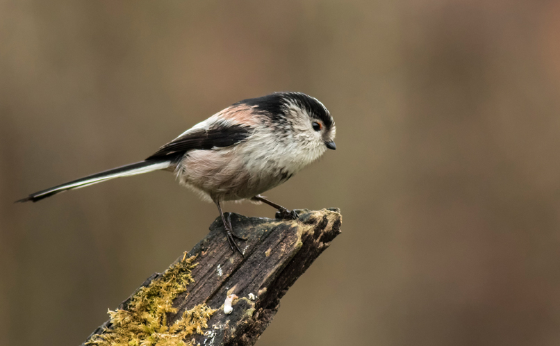 Long Tailed Tit