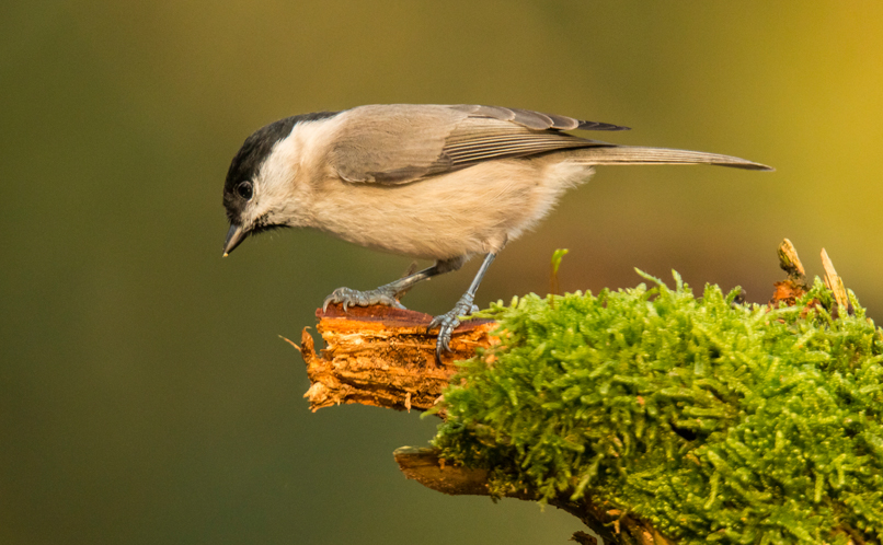 Marsh Tit