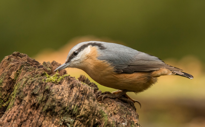 Nuthatch