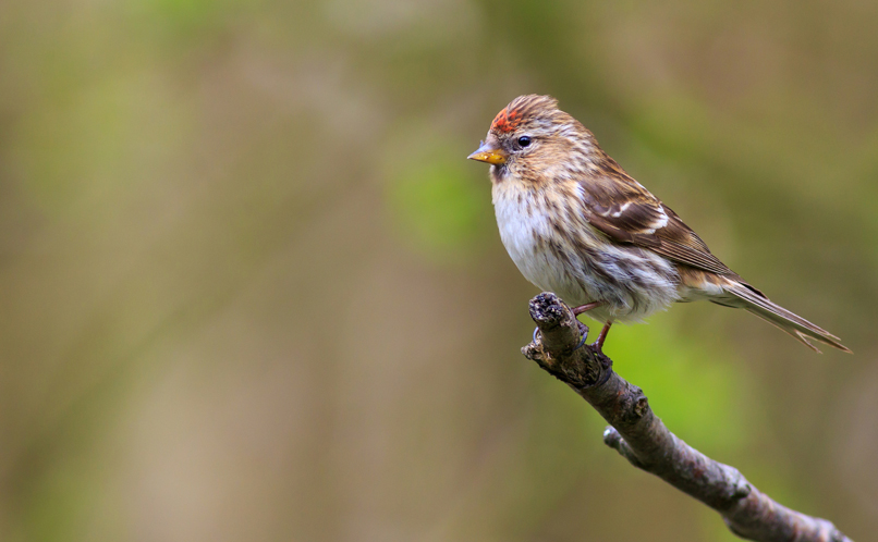 Redpoll