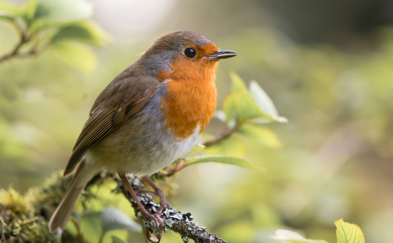 Robin Happy Beaks