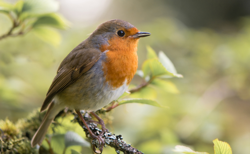 Robin  Happy Beaks