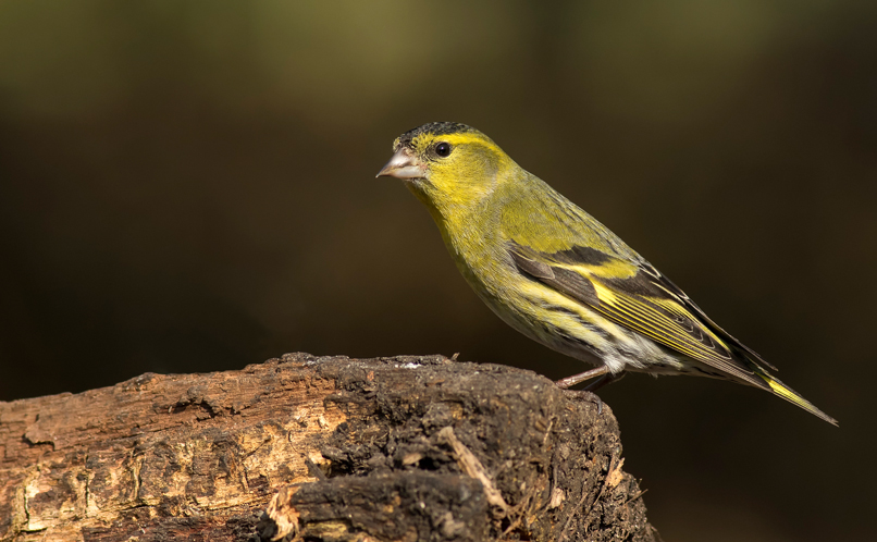 Siskin