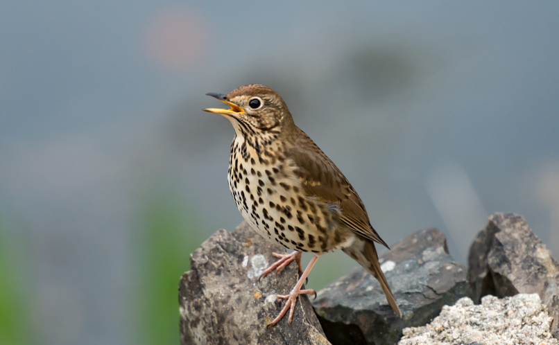 Song Thrush