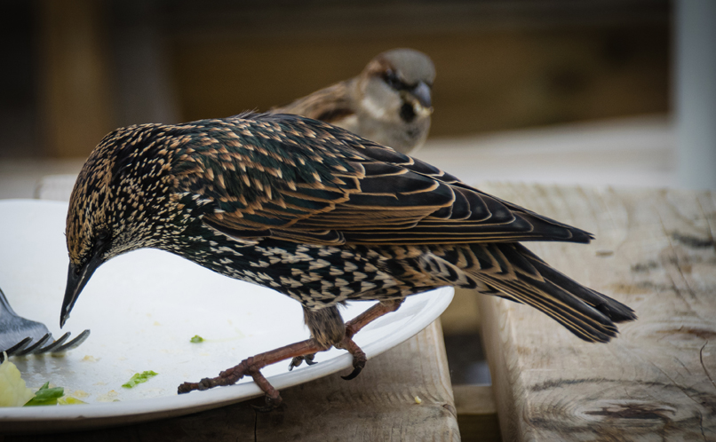 Starling