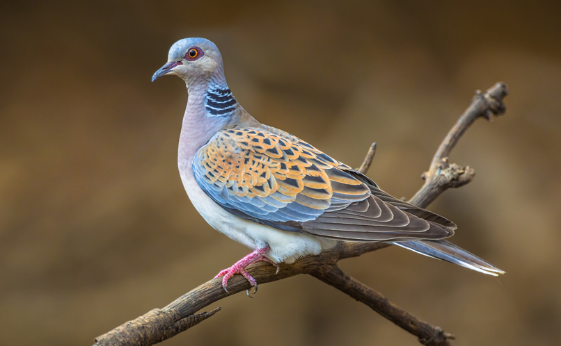 Turtle Dove