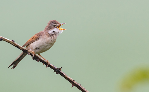 Whitethroat