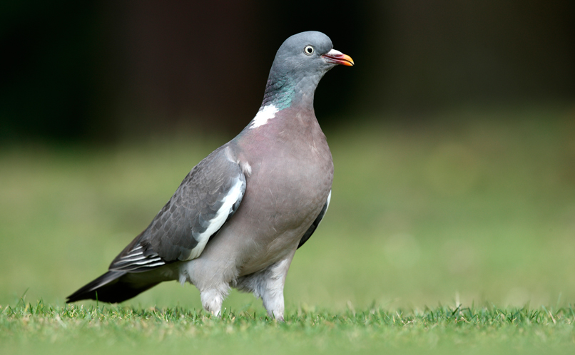 Woodpigeon