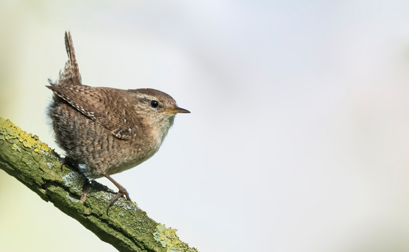 Wren