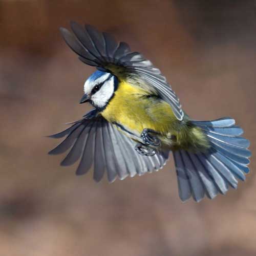 Bird Library