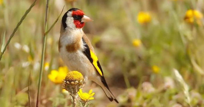 Your Happy Beaks Garden - June