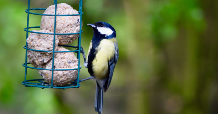 3 Top Tips For Feeding Birds Safely