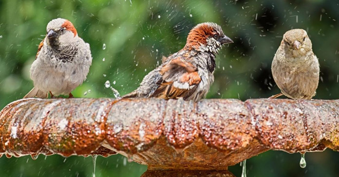 How to help wildlife in hot weather