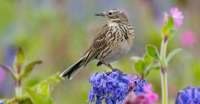 Your Happy Beaks Garden - May